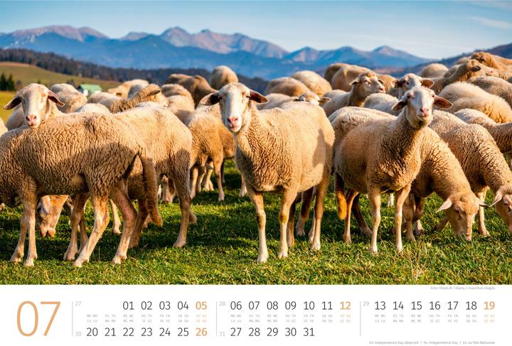 Produktbild Schafe Kalender 2026 (45 x 33 cm, Harter Einband, Deutsch, Französisch, Italienisch, Englisch)