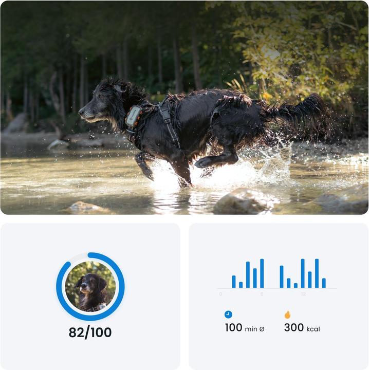 Immagine prodotto Tractive Cane GPS (XL, Cane, Passeggiare, Jogging, Sport cane)