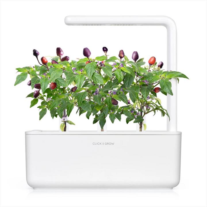 Actual product image Click and Grow Purple Chili (Vegetable seeds)
