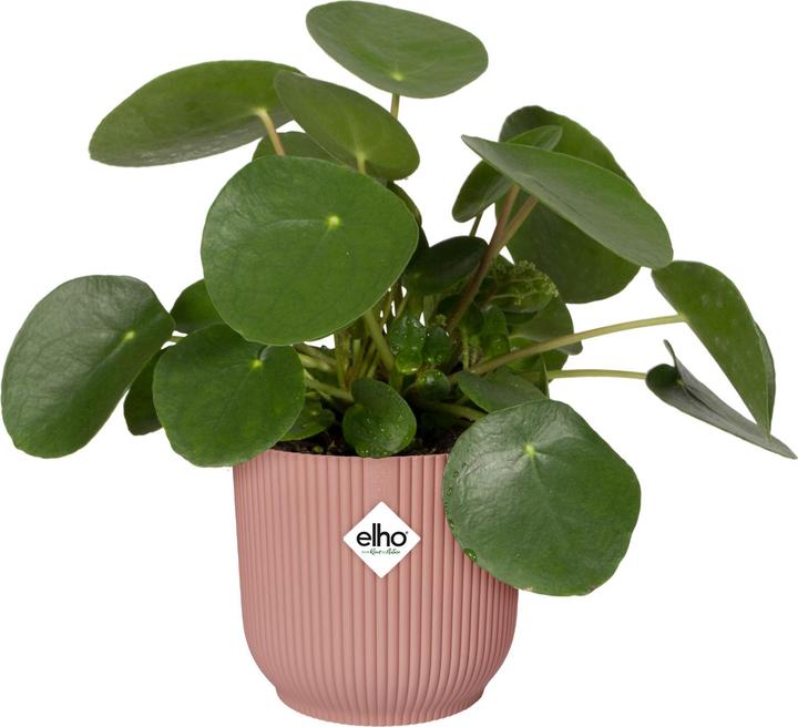 Actual product image Elho Vibes Fold (25 cm)
