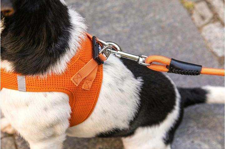 Actual product image Curli Dog leash Stretch Comfort ø 8 mm / 1.8 m, Sun Orange (M, Dog, General)