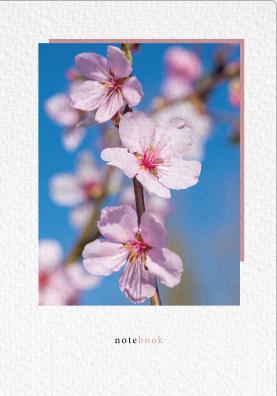 Mandelblüten Foto
