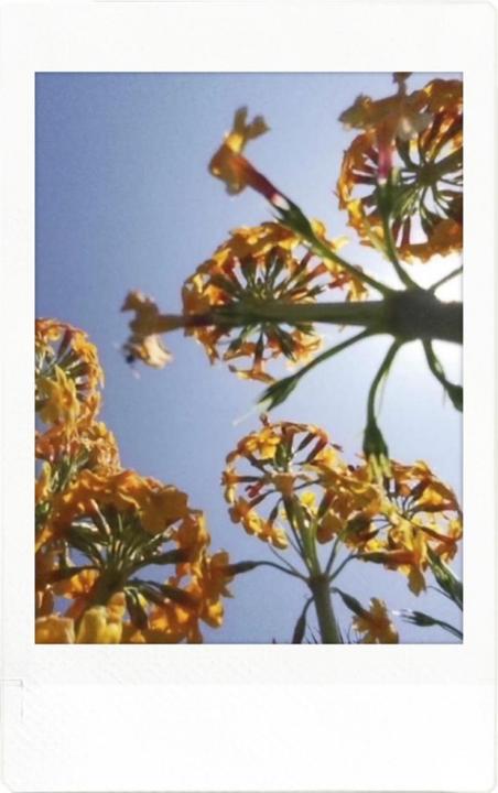Image du produit Fujifilm Instax Pal