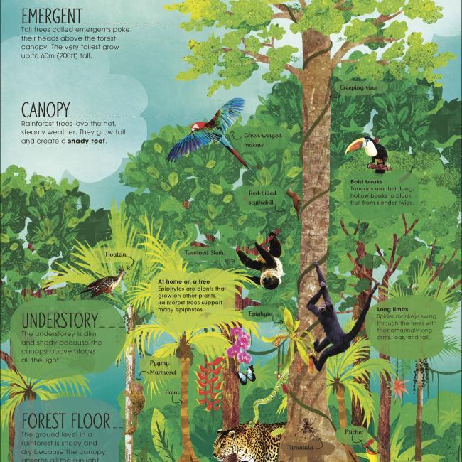 Produktbild RHS The Magic and Mystery of Trees (Englisch, Jen Green, Claire McElfatrick, 2019)
