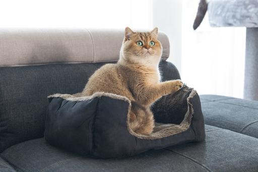 Immagine prodotto Beeztees Letto felpato Baboo (Gatto)