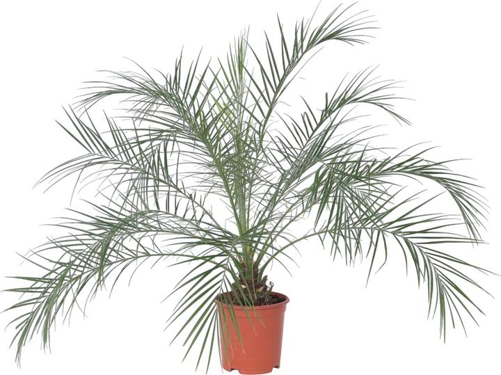 Produktbild Plant in a Box Phoenix roebelenii - Zwergdattelpalme (80 cm)