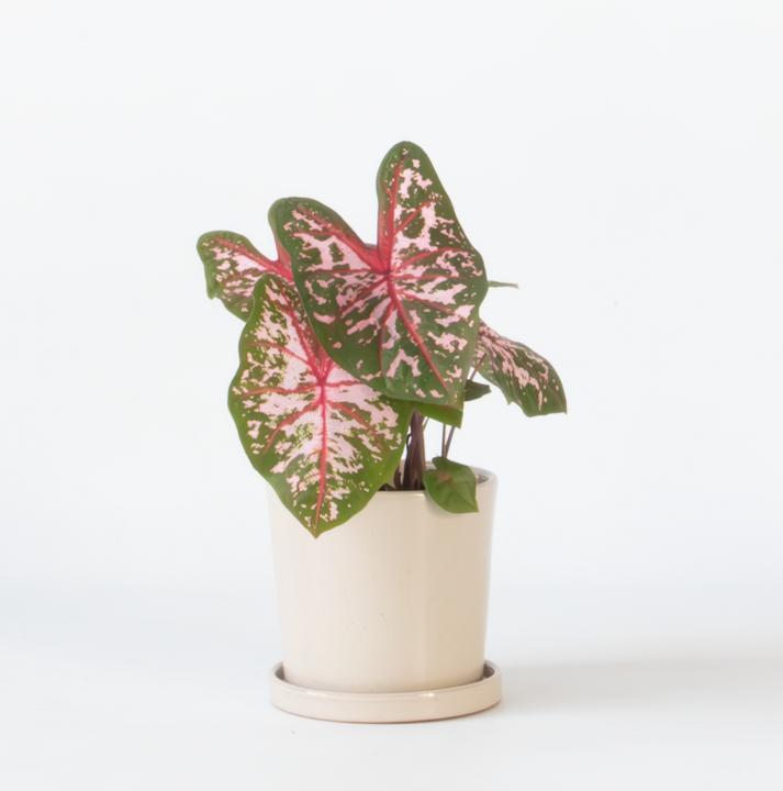 Image du produit Plant in a Box Caladium Carolyn Whorton - (25 cm)