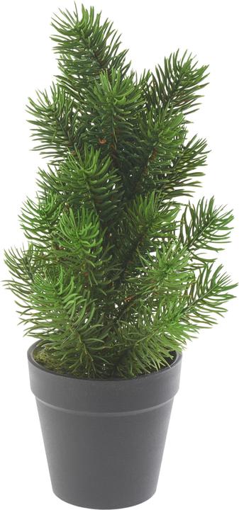 Image du produit DPI Sapin noble "Rory" en pot, H 32 cm env.