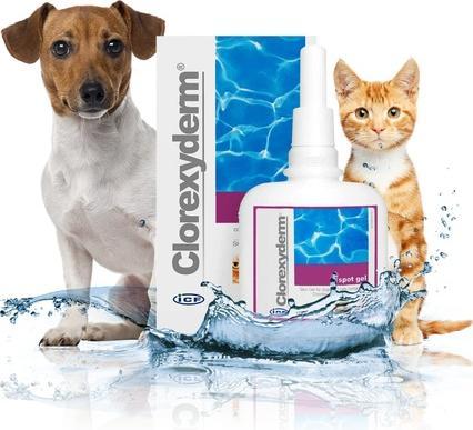 Immagine prodotto ICF CLOREXYDERM Gel Spot ad us vet 100ml (Cane, 100 ml)