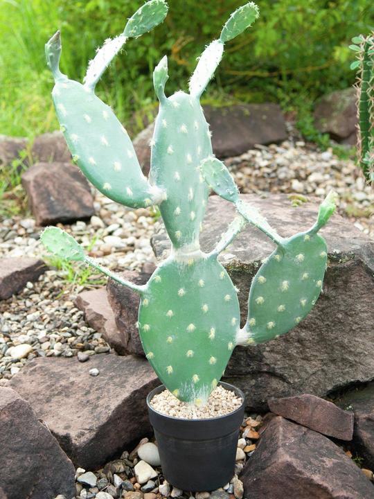 Actual product image Europalms Leaf Cactus, Artificial Plant, 76cm (76 cm)