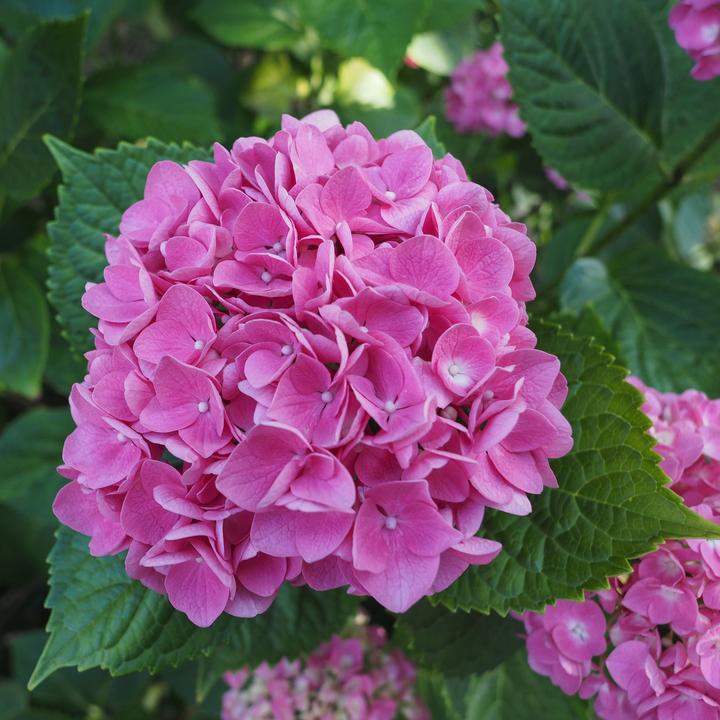 Actual product image Plant in a Box Hydrangea macrophylla 'Early Pink' - Set of 3 hydrangeas (25 cm)