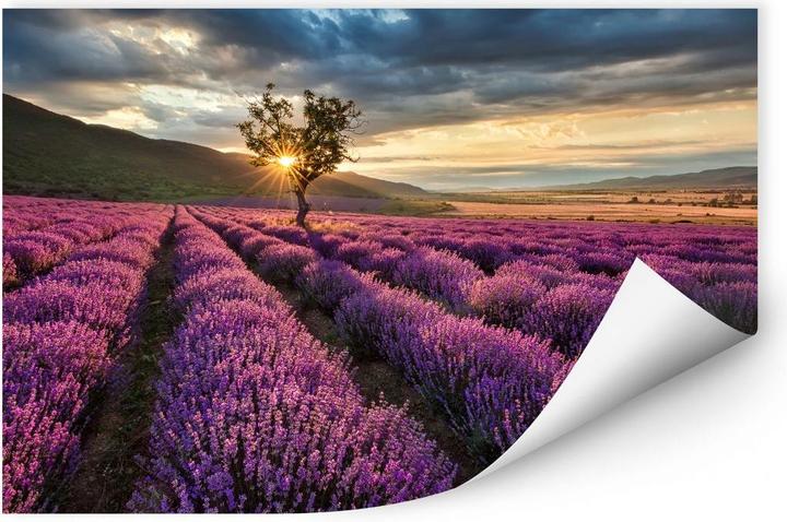 Produktbild Trenddeko Lavendelblüte in der Provence (45 x 30 cm)