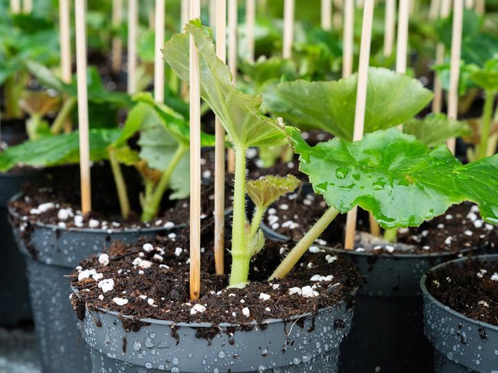 Produktbild PlantaPlus Grow-Mix