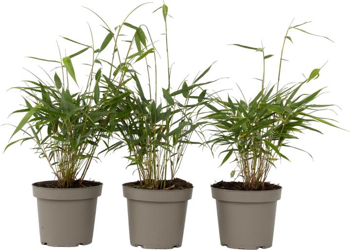 Produktbild Plant in a Box Fargesia scabrida Asian Wonder - 3er Set Asiatische Wunderbambus (25 cm)