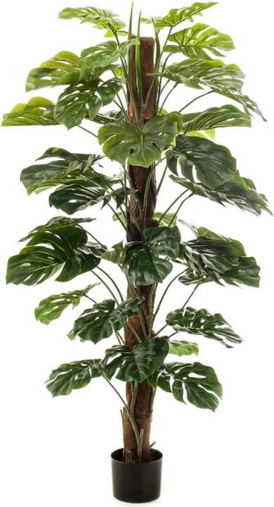 Emerald Aurica (150 cm)
