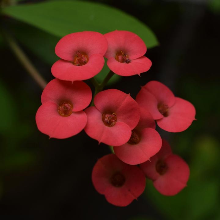 Actual product image Plant in a Box Euphorbia Milii - Honey locust (25 cm)