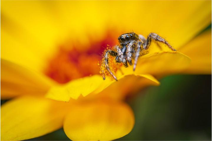 Image du produit Venus Optic Focale fixe 90mm f/2.8 2x Ultra Macro APO - Monture L (Monture L, Plein format)