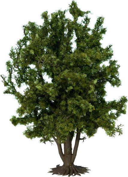 Image du produit Noch Arbre à feuilles caduques