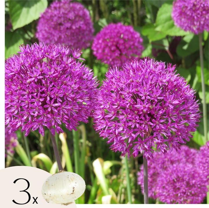 Produktbild Plant in a Box Allium 'Millenium' - 3er-Set (10 cm)