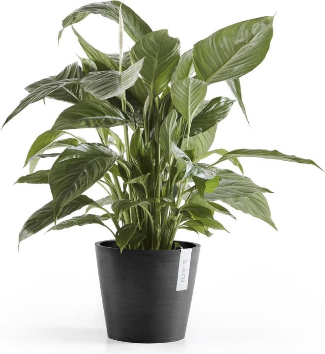 Immagine prodotto Ecopots Amsterdam (20 cm)