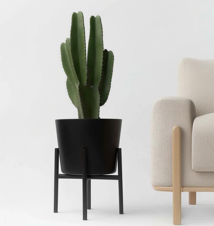 Actual product image Plant in a Box Euphorbia Ingens - Cowboy Cactus (85 cm)