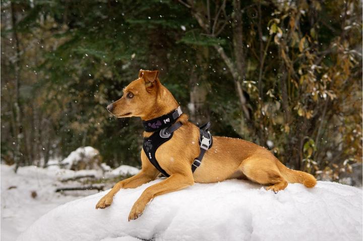 Immagine prodotto Hurtta Imbracatura Weekend Warrior, viola (L, Cane, Generale)