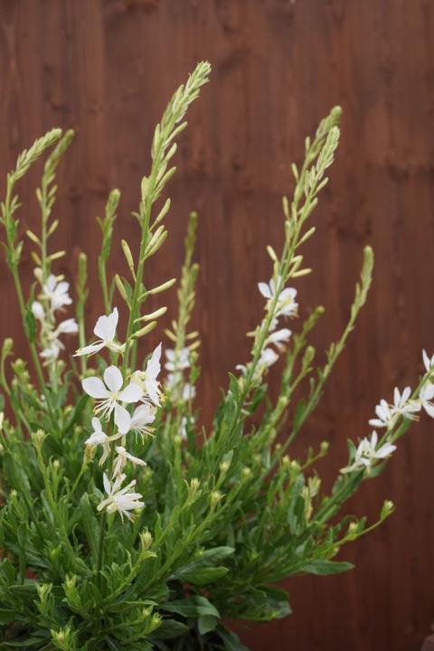 Image du produit Säntispracht Le cierge magnifique, une plante à floraison estivale permanente - Gaura lindheimeri 'Snowbird (50 cm)