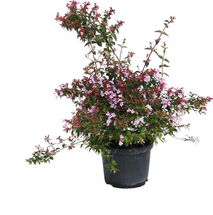 Produktbild Zulauf Abelie / Abelia 'Edward Goucher' (50 cm)