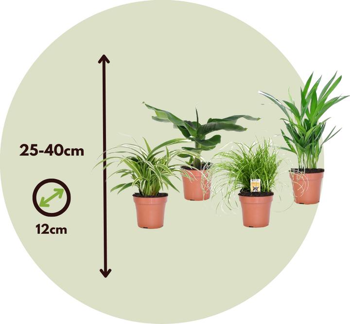 Produktbild Plant in a Box Chlorophytum, Cyperus, Musa, Areca - 4er Mischung Haustierfreundliche pflanzen (25 cm)