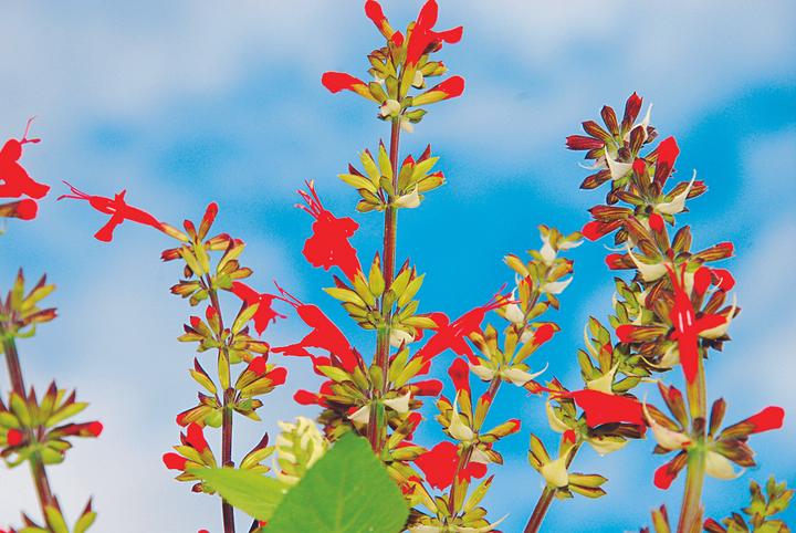 Produktbild Zollinger Bio Salbei (Salvia), Flämmchen