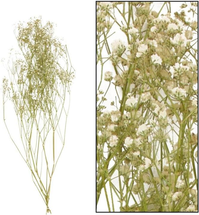 Produktbild Dijk Schleierkraut natur - Gypsophila (Trockenblumen)