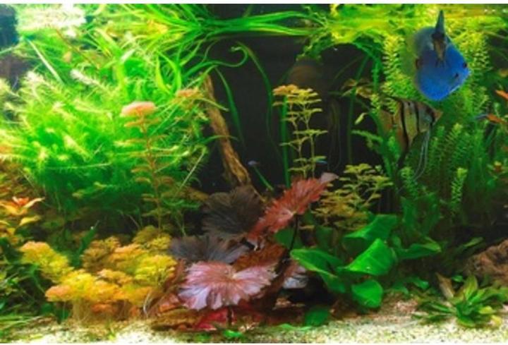 Image du produit Tru Components Lumière d'aquarium pour eau profonde (Bleu, Blanc neutre, 18 cm, Intérieur)
