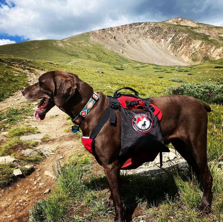 Actual product image Fido Pro Saddle Dry Bags Dog Backpack (Dog coat)