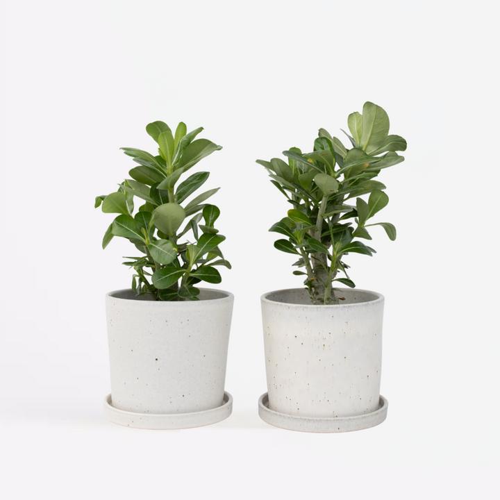 Image du produit Plant in a Box Adenium Obesum (25 cm)