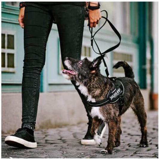 Actual product image Julius-K9 K9 Idc Powerg Mini Pink 4 (mini1, Dog, General)