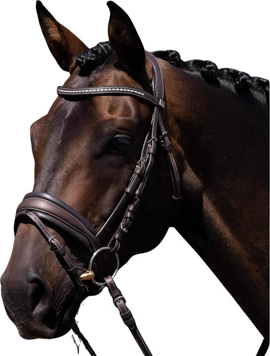 Premier Equine Veneto