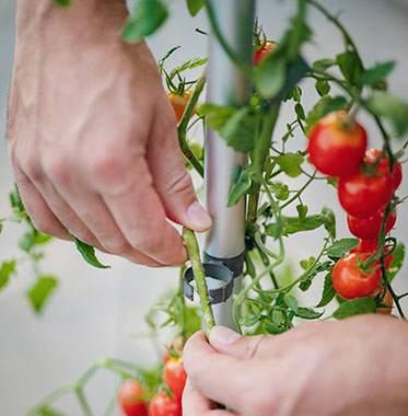 Produktbild Gusta Garden Tom Tomato (35 cm)