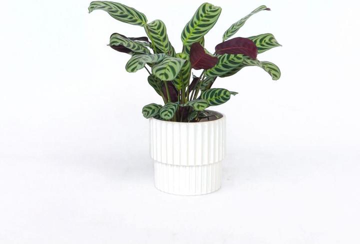 Actual product image Plant in a Box Ctenanthe burle-marxii - Zebra plant (25 cm)