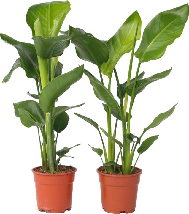 Image du produit Plant in a Box Strelitzia Nicolai - Lot de 2 Fleur d'oiseau de paradis (70 cm)