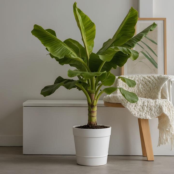 Immagine prodotto Plant in a Box Musa Basjoo - Piante di banane (55 cm)