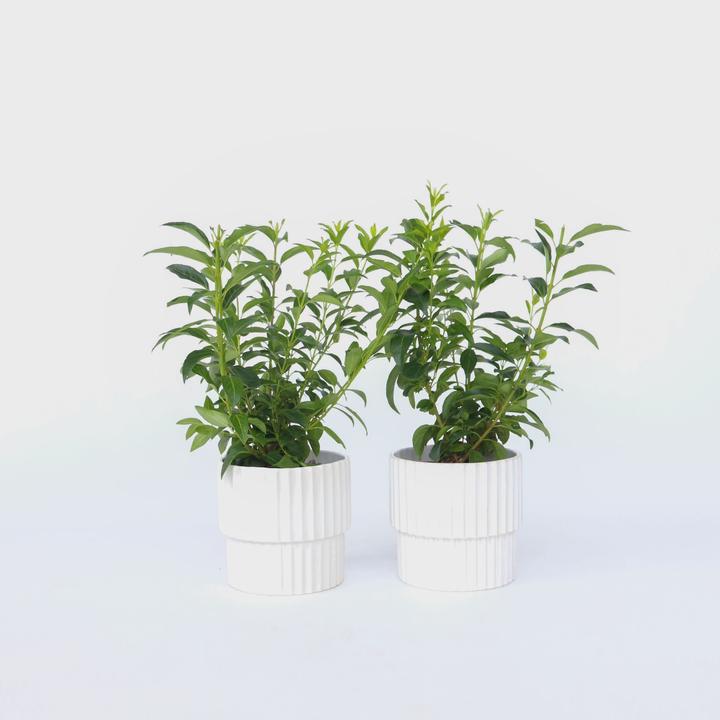 Actual product image Plant in a Box Forsythia intermedia 'Minigold' - Set of 4 Forsythia (25 cm)