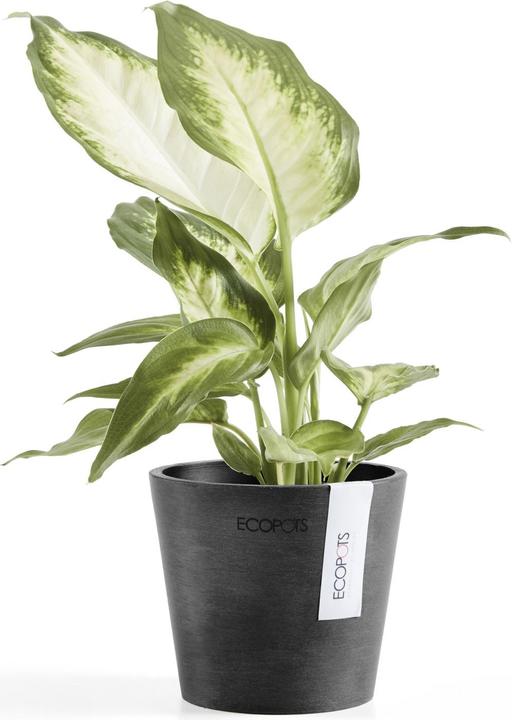 Actual product image Ecopots Amsterdam Mini (10.50 cm)