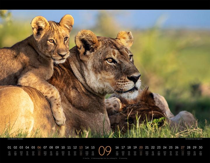 Produktbild Königreich der Katzen Kalender 2026 (54 x 42 cm, Englisch, Französisch, Deutsch)