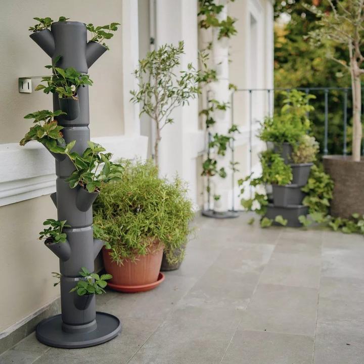 Immagine prodotto Gusta Garden Sissi Fragola (27 cm)