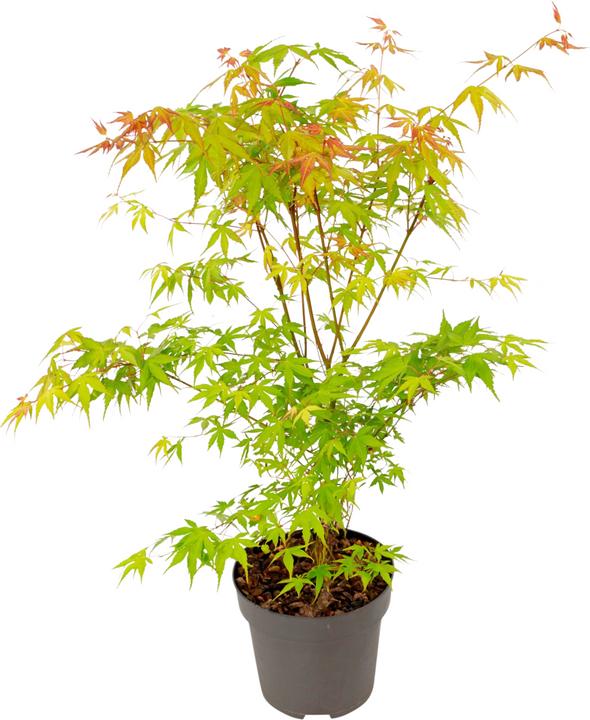 Image du produit Plant in a Box Acer palmatum 'Katsura' - Érable du Japon (70 cm)
