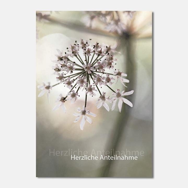 Produktbild Trauerkarte - Kerbelblüte (1 Stk.)