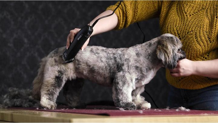 Actual product image Moser max45 (Dog)