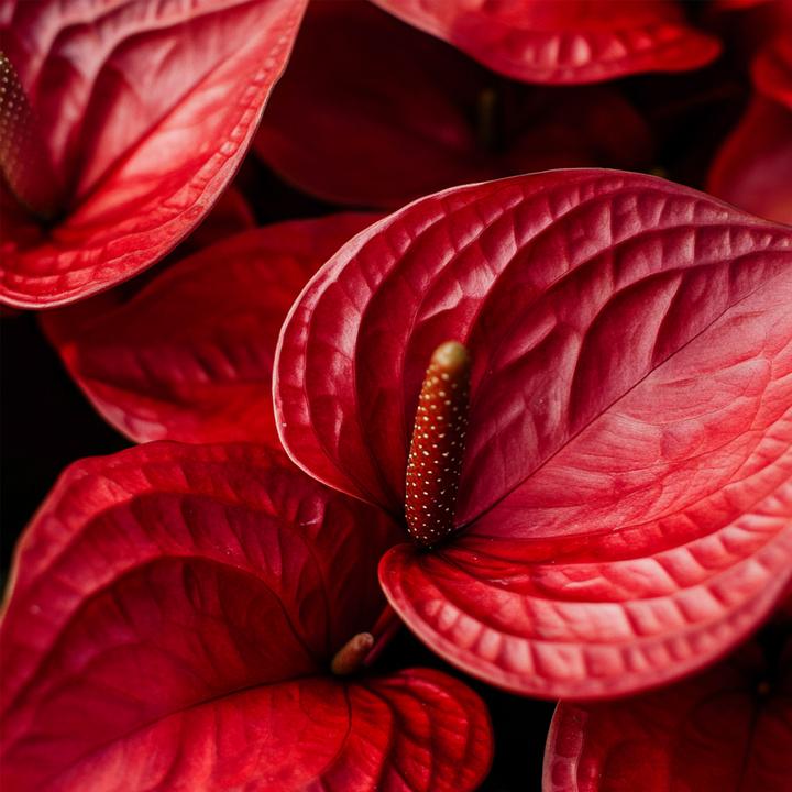 Immagine prodotto Plant in a Box Anthurium 'Royal Champion' - Flamingoblume (35 cm)