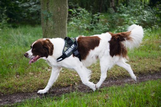 Produktbild Julius-K9 Idc (2, Hund, Hundesport, Jogging, Spazieren, Arbeit)