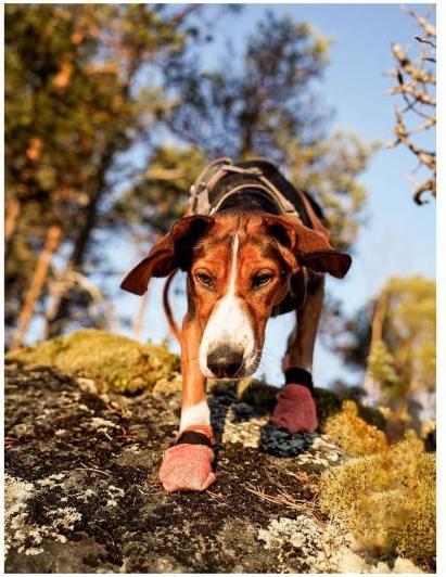 Immagine prodotto Non-Stop Dogwear Calze protettive leggere Protector per cani M (M, Scarpe per cani)